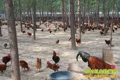 ��ֳ����