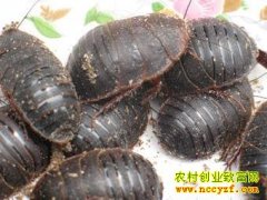 ��ֳ�¸���Ŀ������Ԫ��׬50�� ũ��ҡ��������