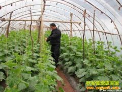 ��ֲ�¸��������ִ����߲� ��������