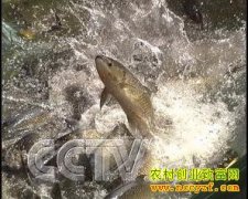 ��ֳ�¸���Ŀ����̬��������