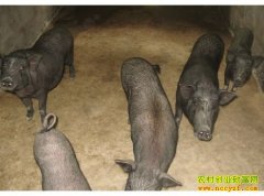 [ũ�����]����С������ֳ������Ƶ