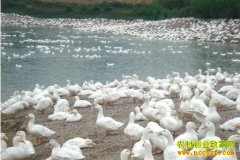 ��ֳ�¸���Ŀ����Ѽ�ɱ�С ��Ǯ���ŵ�