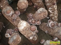 �㹽�������༼�����