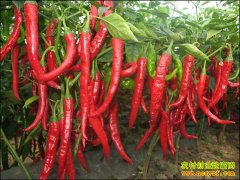 [ũ�����]���߽�1����ֲ������Ƶ