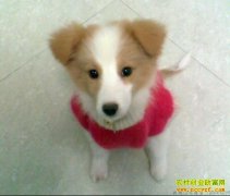 ��ֳ�¸���Ŀ�������ﹷ �����ʵ��׬Ǯ