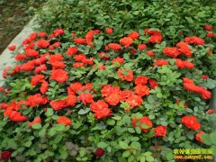 ��ֲ�¸���Ŀ���¼��������¸�����