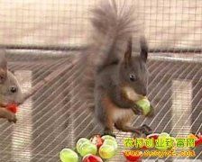 [�����е�]��ֳ��������Ĵ�Ƹ�