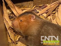 [�����е�]С��������ĲƸ�