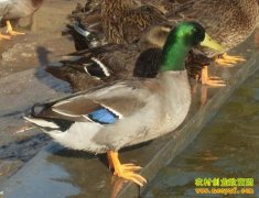 ��ͷҰѼ��ֳǰ�����г�����