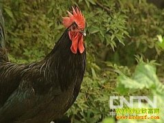 [�Ƽ�Է]�����ȷ�Ⱥ �ٺȲ����