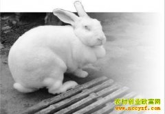 ��ֳ�¸����������ô��� ����һ��