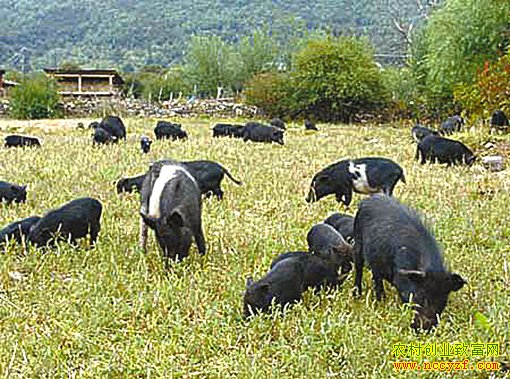 ��������ֳ