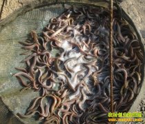 [�����е�]�����¡����־���ӵ������Ƹ�ת��