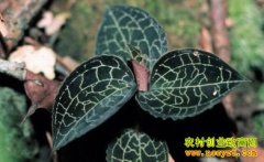 [ÿ��ũ��]��֦��Ҷ ��������Ч���ü�����