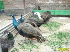 [�����е�]����ȸ�ɳ������