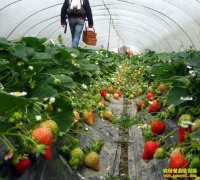 �����ݮ��ֲЧ�����