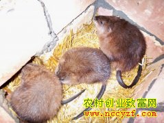 ��������Ի����������ֳƭ�֣�