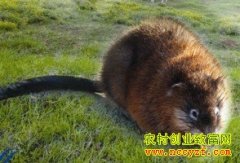 ������������ֳ����Ŀ����