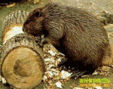 ��������ֳЧ����г�ǰ������