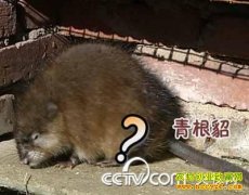 [ÿ��ũ��]�߽���Ƥ�г���������