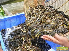 ��ֳ����Ͷ�ʶ���Ǯ