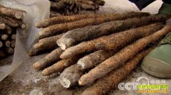 [�¸���]��������ֲ��ɽҩ������׬Ǯ