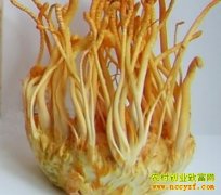 ���ƣ������Ĳ��˹���ֲƭ��