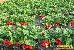 ��ֲ�¸������������ֲ�ݮ �ͳɱ���Ч��