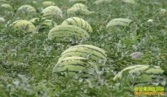 [ũ�����]����һ��������ֲ����