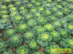 [ÿ��ũ��]���ղ����벻���ġ�ѩ�ؽ𻨡����ϻ�����