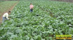 ���̦��Ч����ֲ������Ч�����