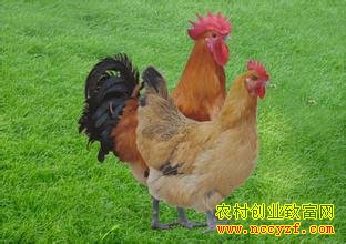 ������ŻƼ�