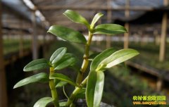 ��ֲ�¸���Ŀ��һ����Ƥʯ�� Ҫ�����ٿ�