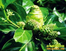 [ÿ��ũ��]ģ����ζ��Ҳ�ֵ�ŵ�����˰�