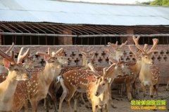 [ũ�����]��ƽ÷��¹��ֳ������Ƶ