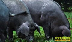 [ÿ��ũ��]��ɽ��������ʳ��������