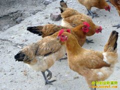 [ũ�����]��������ֳ������Ƶ