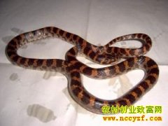 [ũ�����]��������ֳ������Ƶ