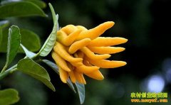 ��ֲ�¸���Ŀ������������ ���ɰ�Ǯ׬