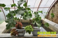 [ÿ��ũ��]һĶ��������������ʮ��Ԫ