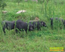 [ÿ��ũ��]�������� ɽ����������Ч��