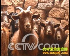 [ÿ��ũ��]��ͷ����ĺ�ëɽ��ƫƫ�۸�