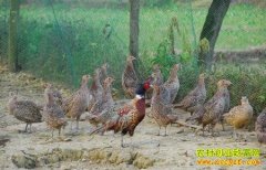 [�Ƽ�Է]��������ɽ����С����