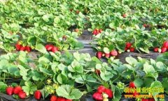 [ÿ��ũ��]��ȥ���� ��ݮ�������˰�