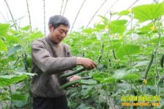 ��ֲ�¸�����������20����н �����ֲ�