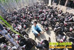 [�����е�]���ŷ���ֻ�𼦵��¸�·