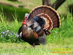 [ũ�����]����ֳ������Ƶ