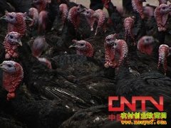 [ÿ��ũ��]�����Ļ�