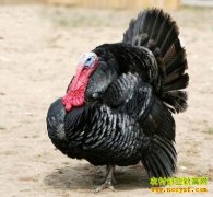 [�����е�]����Ҵ���ֻ�𼦵�ǧ��Ҳ�