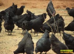 [ÿ��ũ��]�������ֵĳ�ˮ�ڹǼ����ľ�����ɫ